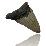 Ken Fossils 2.8 Inch Megalodon Tooth - North Carolina Coast