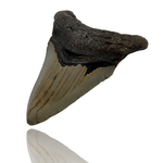 Ken Fossils 2.8 Inch Megalodon Tooth - North Carolina Coast