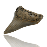 Ken Fossils 3.0 Inch Megalodon Tooth - North Carolina Coast
