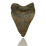 Ken Fossils 3.1 Inch Megalodon Tooth - North Carolina Coast