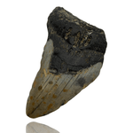 Ken Fossils 3.1 Inch Megalodon Tooth Partial- North Carolina Coast