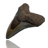 Ken Fossils 3.3 Inch Megalodon Tooth - North Carolina Coast