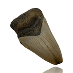 Ken Fossils 3.4 Inch Megalodon Tooth Partial- North Carolina Coast