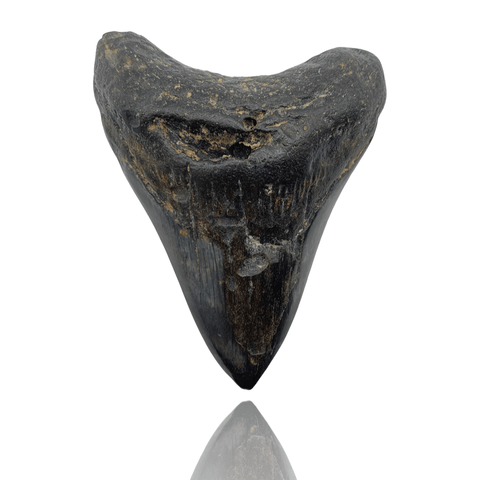 Ken Fossils 3.5 Inch Megalodon Tooth (Polished) - North Carolina Coast