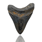 Ken Fossils 3.5 Inch Megalodon Tooth (Polished) - North Carolina Coast