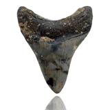 Ken Fossils 3.6 Inch Megalodon Tooth with Coral - North Carolina Coast