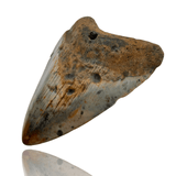 Ken Fossils 3.7 In Megalodon Tooth - North Carolina Coast
