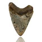 Ken Fossils 3.7 In Megalodon Tooth - North Carolina Coast