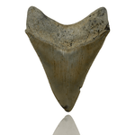Ken Fossils 3.7 Inch Megalodon Tooth - North Carolina Coast