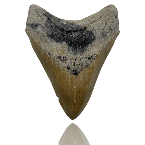 Ken Fossils 3.7 Inch Megalodon Tooth - North Carolina Coast