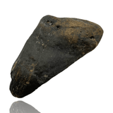 Ken Fossils 3.7 Inch Megalodon Tooth Partial- North Carolina Coast