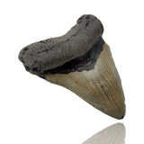 Ken Fossils 3.8 Inch Megalodon Tooth - North Carolina Coast