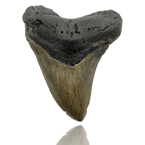 Ken Fossils 3.8 Inch Megalodon Tooth - North Carolina Coast
