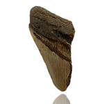 Ken Fossils 3.8 Inch Megalodon Tooth Partial- North Carolina Coast
