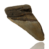 Ken Fossils 3.8 Inch Megalodon Tooth Partial- North Carolina Coast