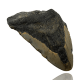 Ken Fossils 3.9 Inch Megalodon Tooth Partial- North Carolina Coast