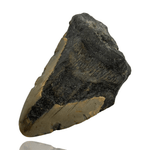 Ken Fossils 3.9 Inch Megalodon Tooth Partial- North Carolina Coast