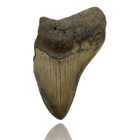 Ken Fossils 4.2 Inch Megalodon Tooth Partial - North Carolina Coast