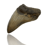 Ken Fossils 4.2 Inch Megalodon Tooth Partial - North Carolina Coast