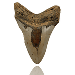 Ken Fossils 4.3 Inch Megalodon Tooth - North Carolina Coast