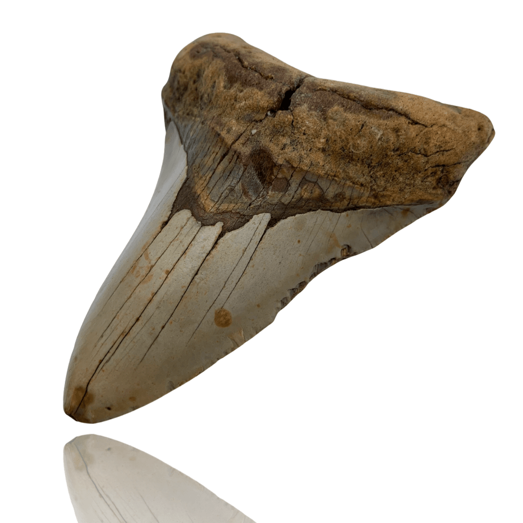 4.3 Inch Megalodon Tooth - North Carolina Coast – Mineralogy