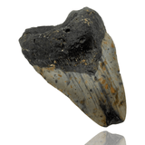 Ken Fossils 4.3 Inch Megalodon Tooth - North Carolina Coast