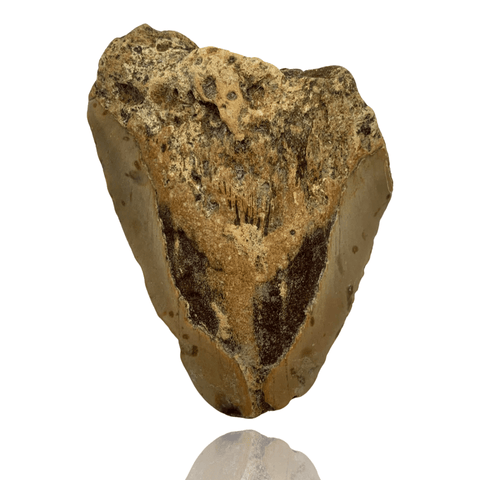 Ken Fossils 4.3 Inch Megalodon Tooth Partial- North Carolina Coast