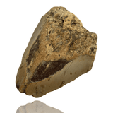 Ken Fossils 4.3 Inch Megalodon Tooth Partial- North Carolina Coast