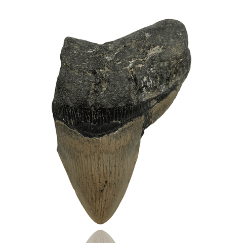 Ken Fossils 4.4 Inch Megalodon Tooth Partial- North Carolina Coast