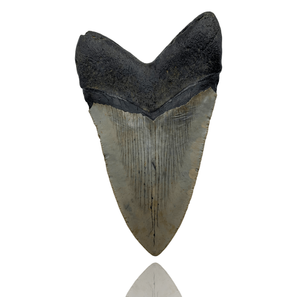 4.5 Inch Megalodon Tooth - North Carolina Coast – Mineralogy