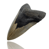 Ken Fossils 4.5 Inch Megalodon Tooth - North Carolina Coast