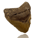 Ken Fossils 4.5 Inch Megalodon Tooth Partial- North Carolina Coast