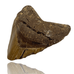 Ken Fossils 4.5 Inch Megalodon Tooth Partial- North Carolina Coast
