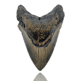 Ken Fossils 4.8 Inch Megalodon Tooth - North Carolina Coast