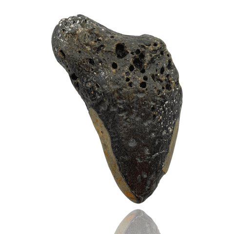 Ken Fossils 4.8 Inch Megalodon Tooth Partial- North Carolina Coast