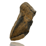 Ken Fossils 4.9 Inch Megalodon Tooth Partial- North Carolina Coast