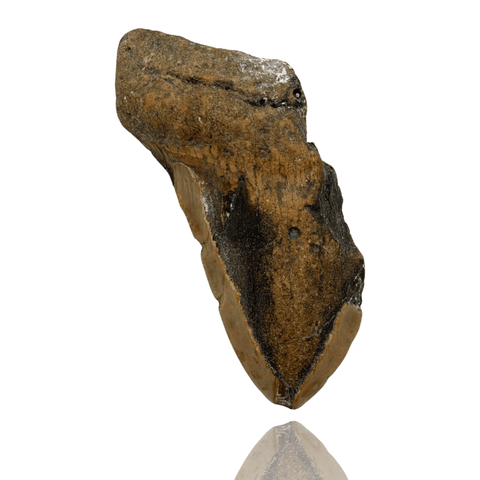 Ken Fossils 4.9 Inch Megalodon Tooth Partial- North Carolina Coast