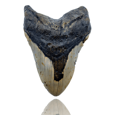 Ken Fossils 5.1 Inch Megalodon Tooth - North Carolina Coast
