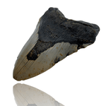 Ken Fossils 5.1 Inch Megalodon Tooth - North Carolina Coast