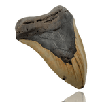 Ken Fossils 5.6 Inch Megalodon Tooth - North Carolina Coast