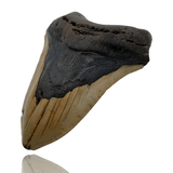 Ken Fossils 5.6 Inch Megalodon Tooth - North Carolina Coast