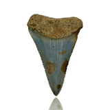 Ken Fossils Great White Shark Tooth in Display Box - North Carolina Coast
