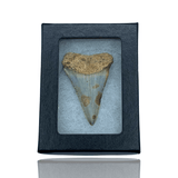 Ken Fossils Great White Shark Tooth in Display Box - North Carolina Coast