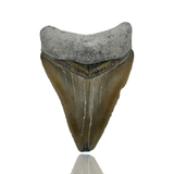Ken Fossils Inch Megalodon Tooth - Bone Valley, Florida