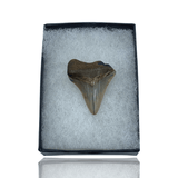 Ken Fossils Megalodon Shark Tooth in Display Box - North Carolina Coast