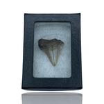 Ken Fossils Megalodon Shark Tooth in Display Box - North Carolina Coast