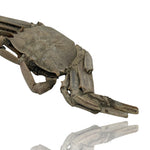 Mineralogy Fossils 5.76 Inch Fossil Crab (Macrophtalmust sp.) - Madagascar