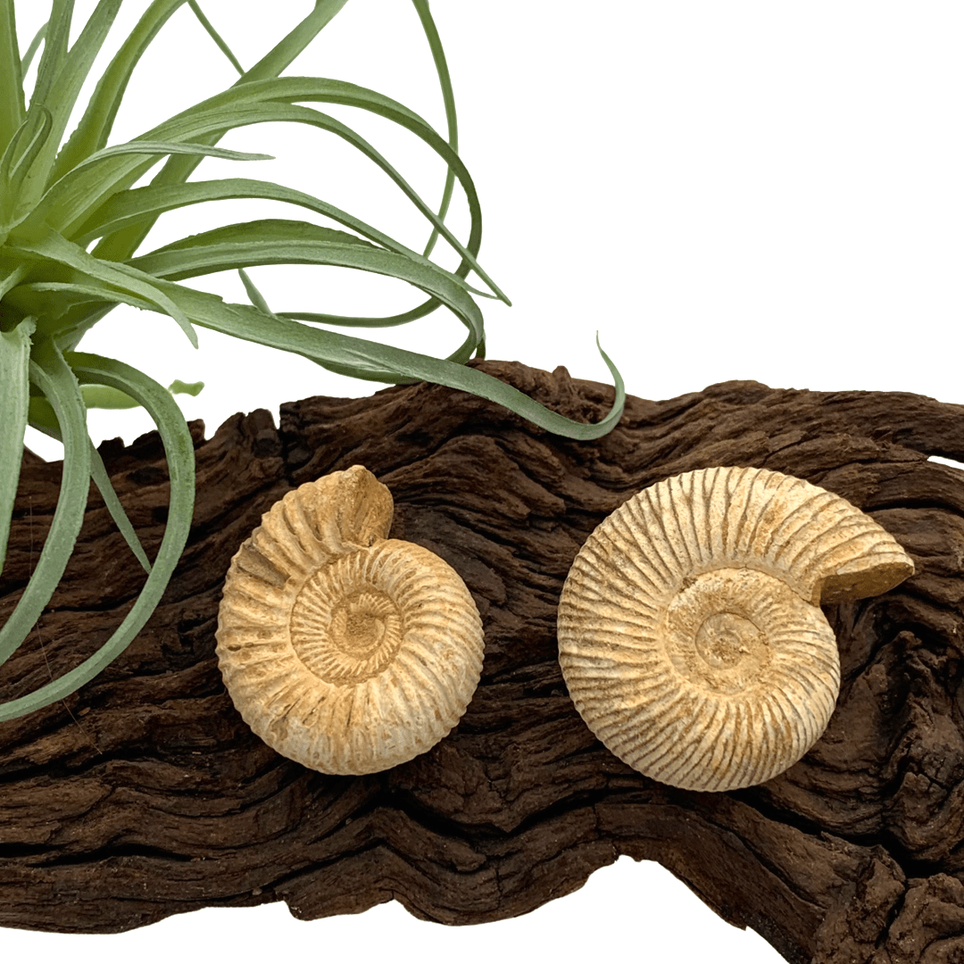 Ammonites – Mineralogy