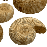 Mineralogy Fossils Ammonite (Perisphinctes sp.) - Madagascar