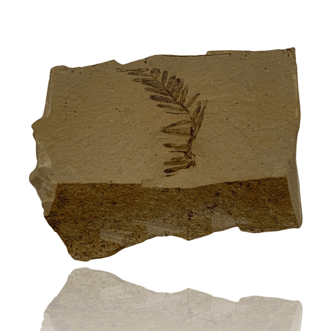 Mineralogy Fossils Dawn Redwood (Metasequoia sp.) - Oregon